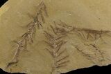 Dawn Redwood (Metasequoia) Fossils - Montana #142567-1